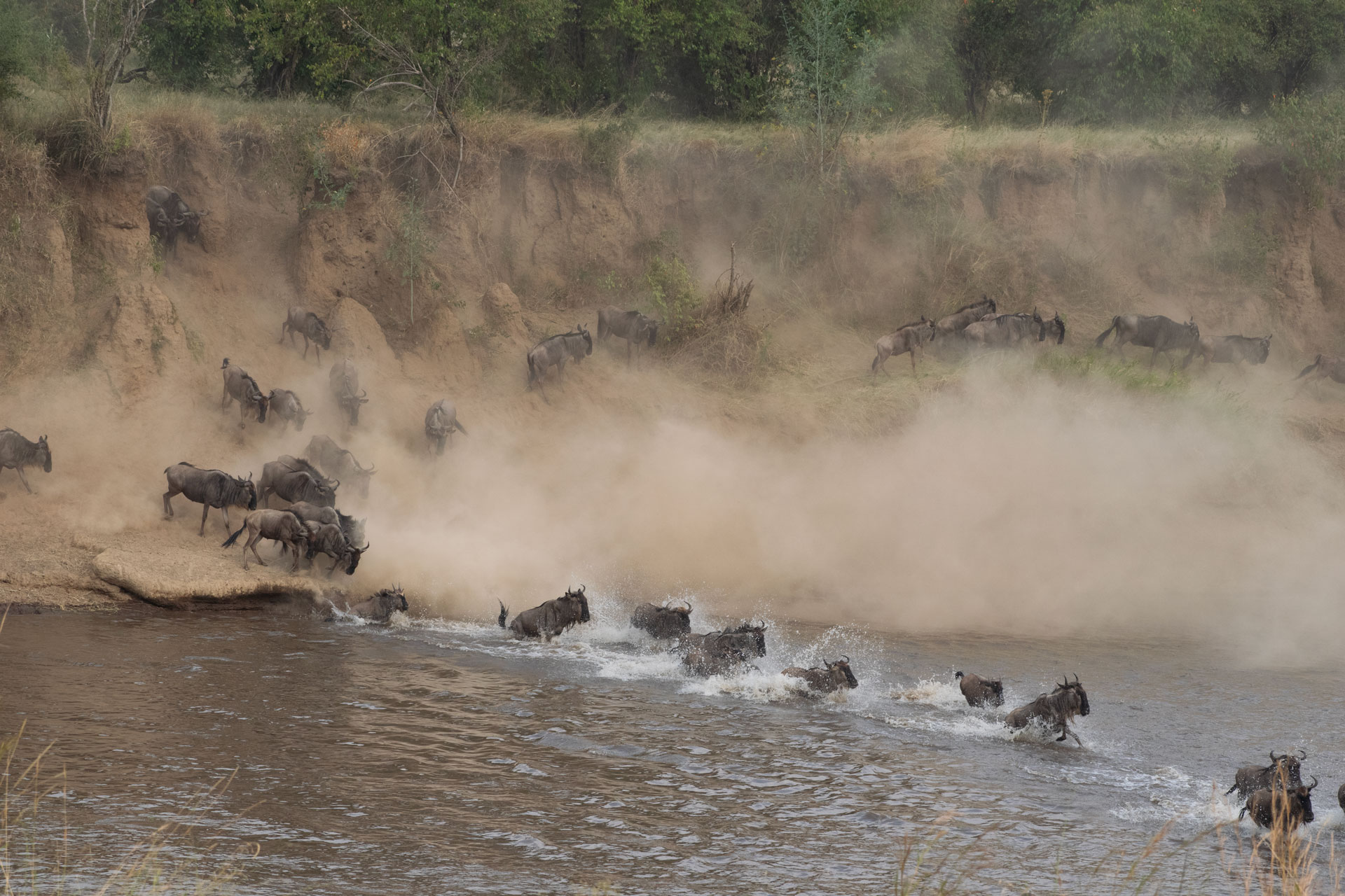 Exploring the Serengeti – Wildlife & Predator Safari