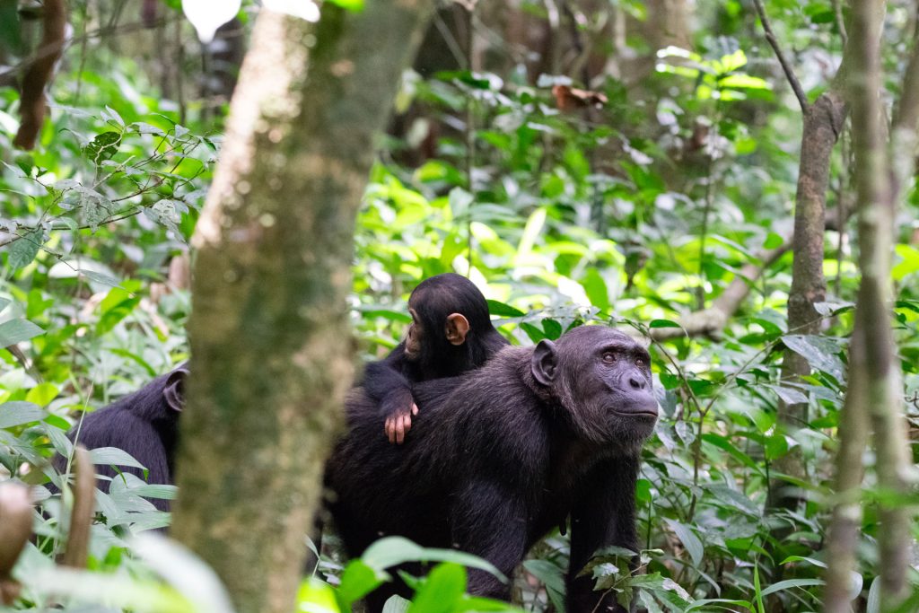 Kibale | Chimpanzee Trekking And Forest Relaxation