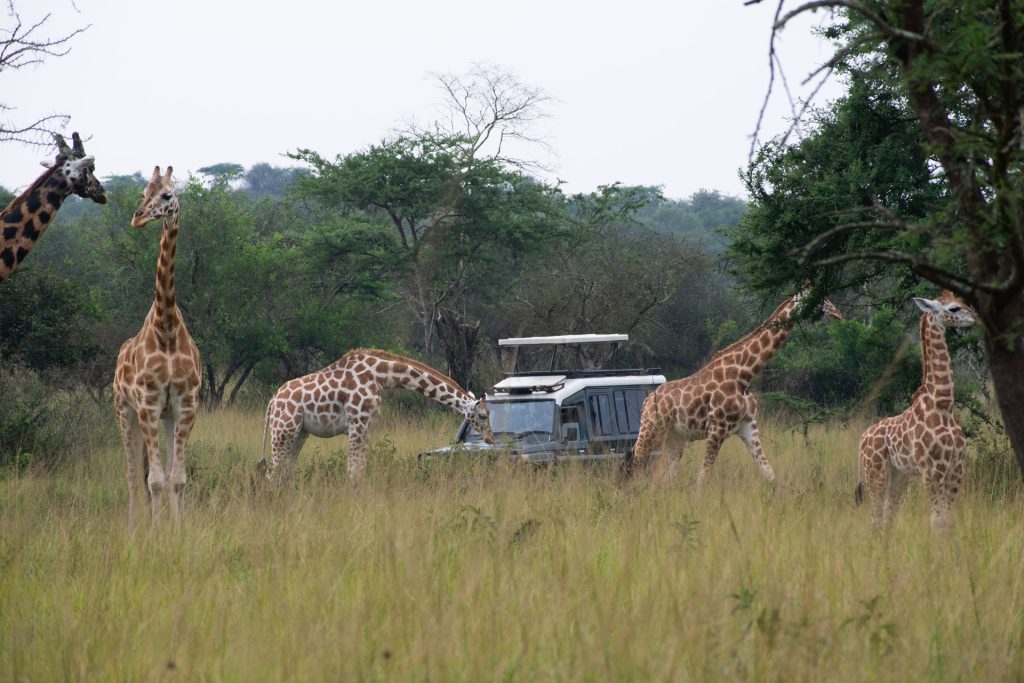Entebbe to Lake Mburo National Park – Into Uganda's Savannah