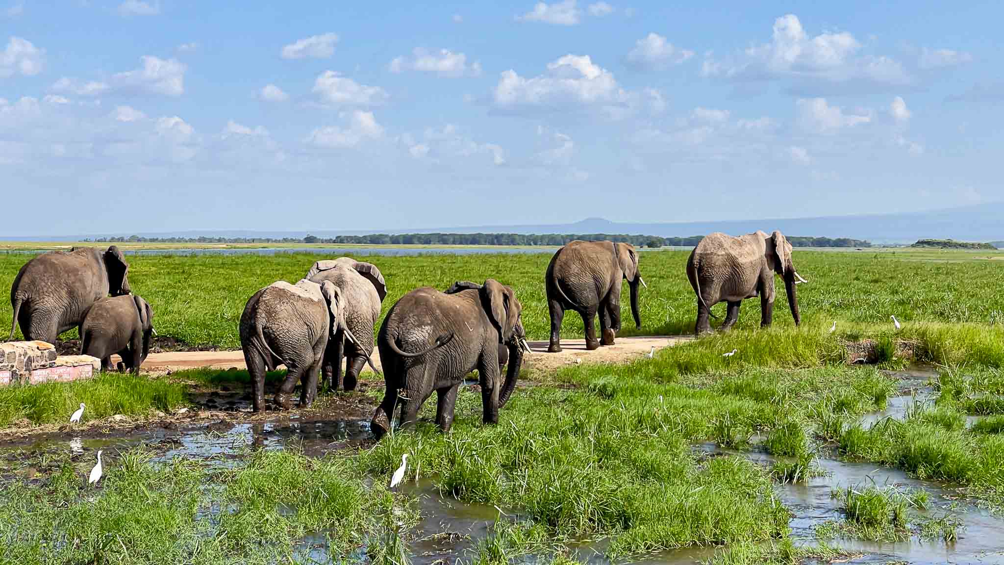 Amboseli – Wetlands, Wildlife and Kilimanjaro