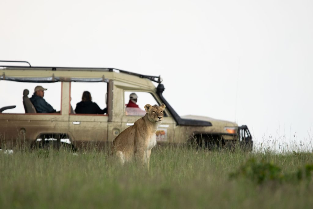 Lioness seen during game drive in MASAI MARA-Kenya Safaris