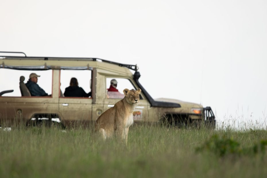 Lioness seen during game drive in MASAI MARA-Kenya Safaris
