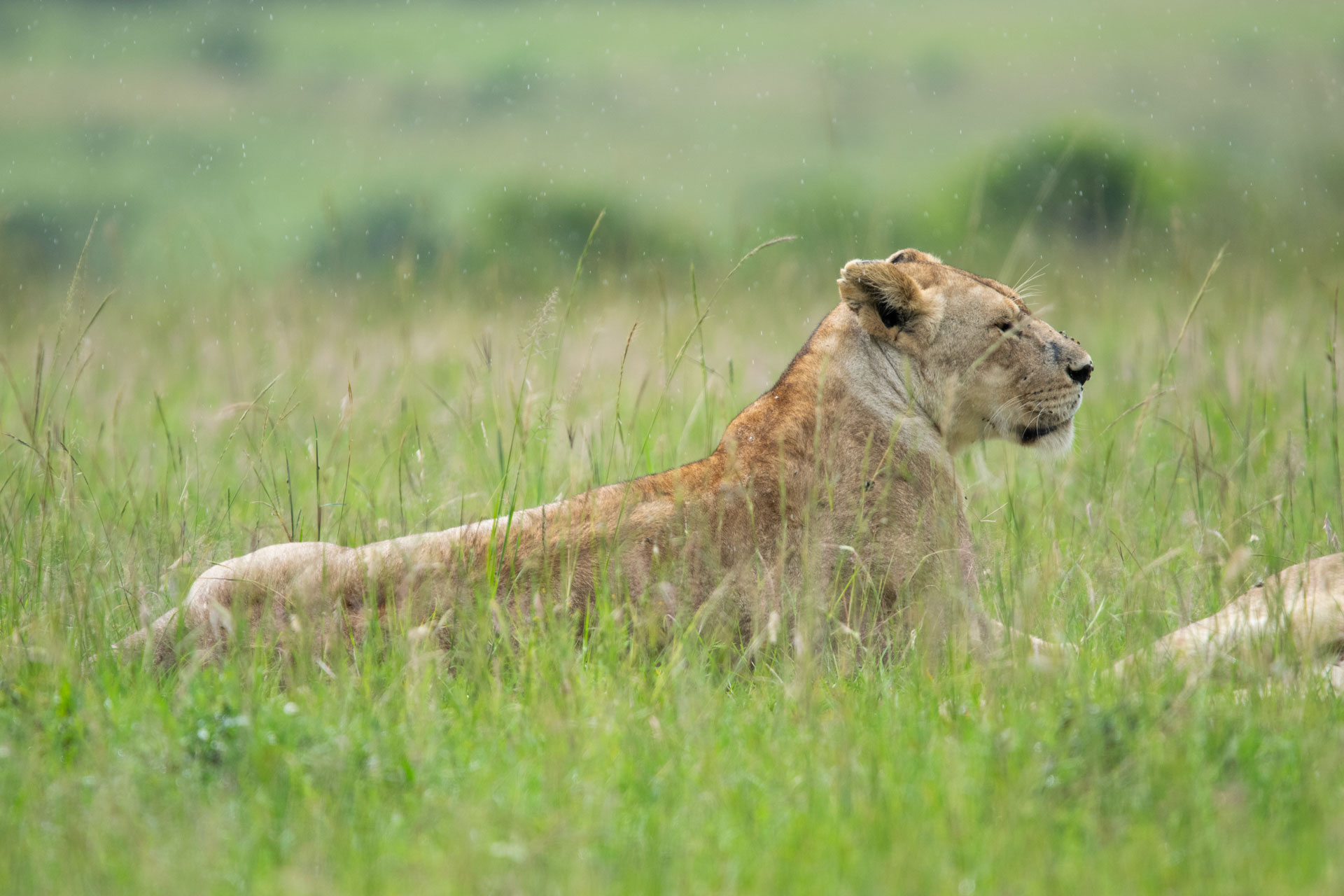  Lake Nakuru to Masai Mara National Reserve