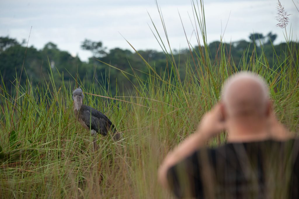 Shoebill Encounter