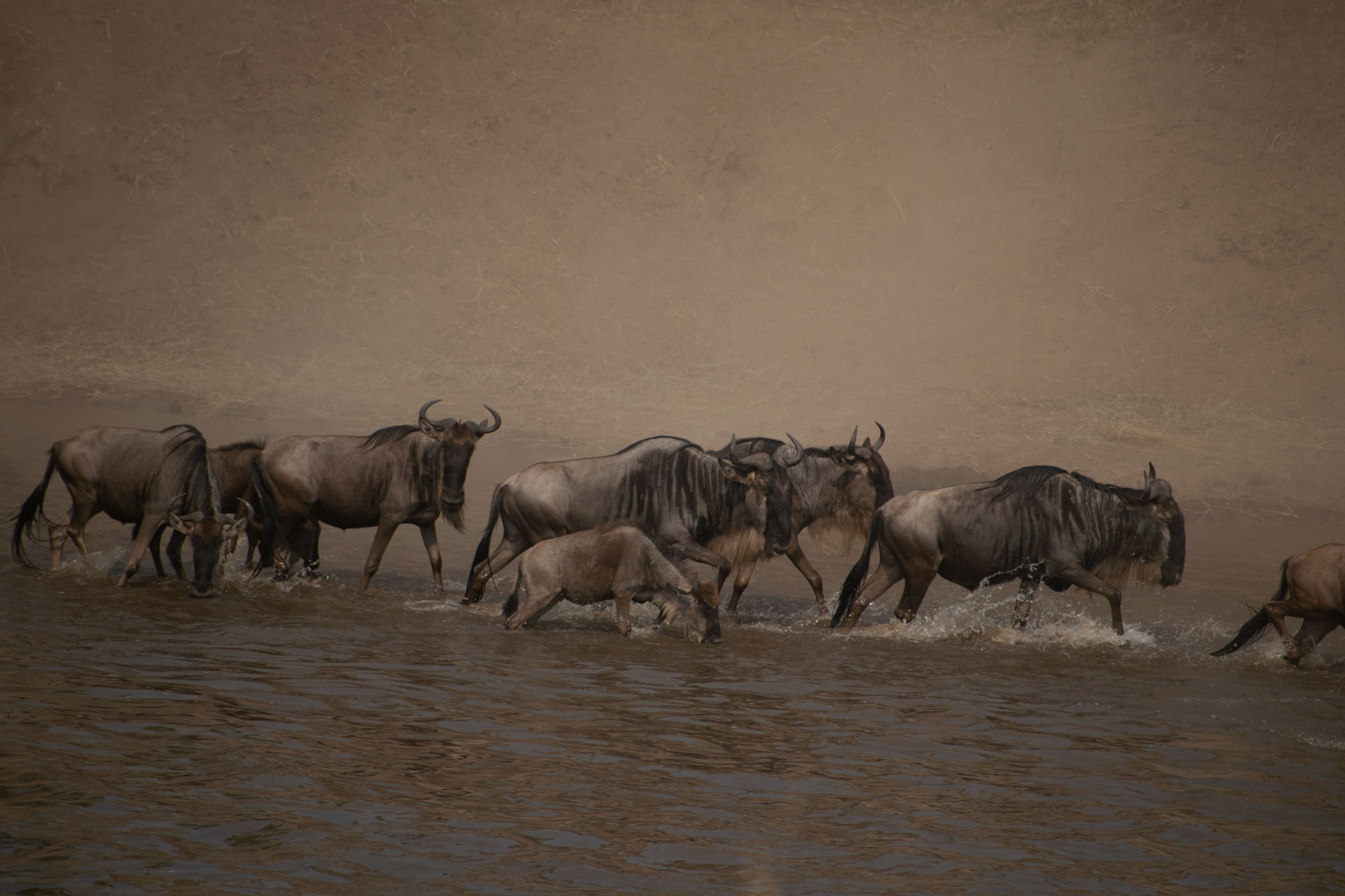 Full Day in the Northern Serengeti