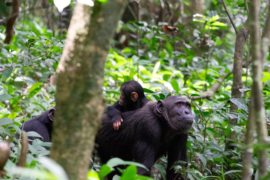 Chimpanzee Photography and Transfer to Queen Elizabeth National Park