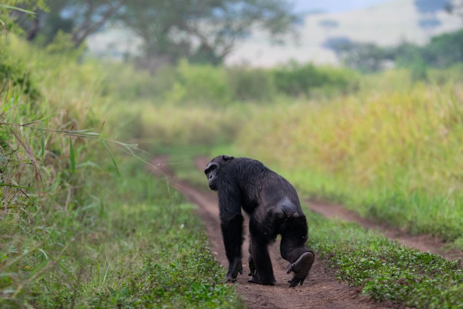 a walk to the chimps in the Ugandan jungles