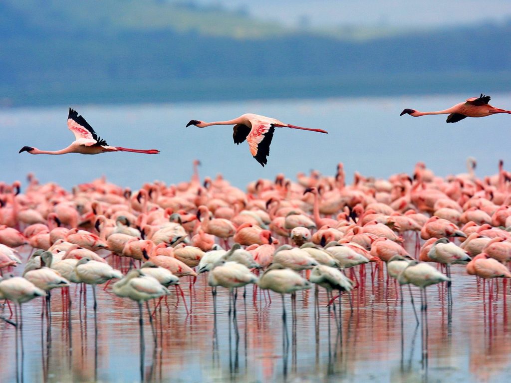 Masai Mara – Lake Nakuru National Park