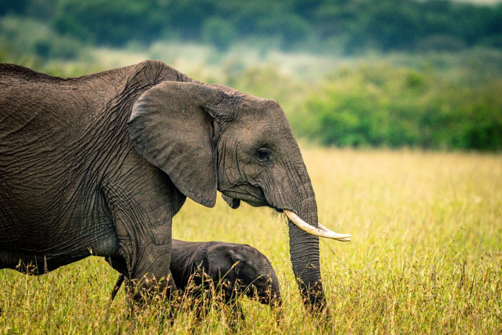Full-Day Game Drive in Masai Mara – Big Cats & Endless Plains