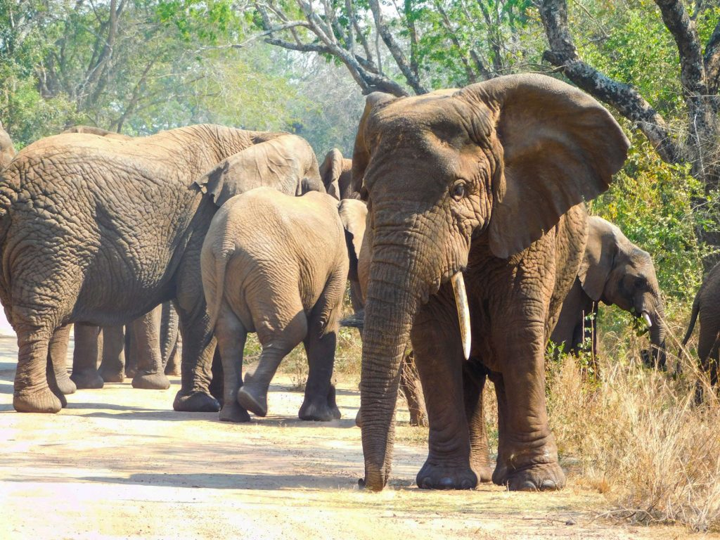 elephant Akagera