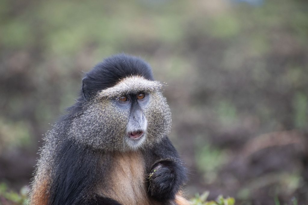 Golden Monkey Trekking & Transfer to Bwindi – Uganda