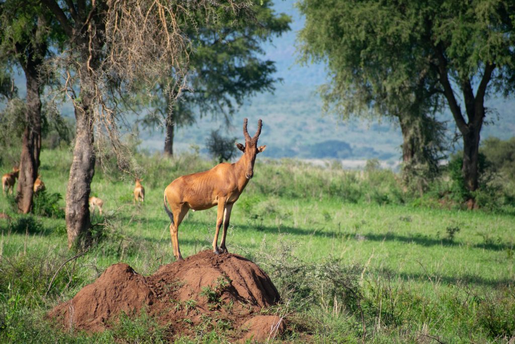 Murchison Falls to Kidepo Valley National Park