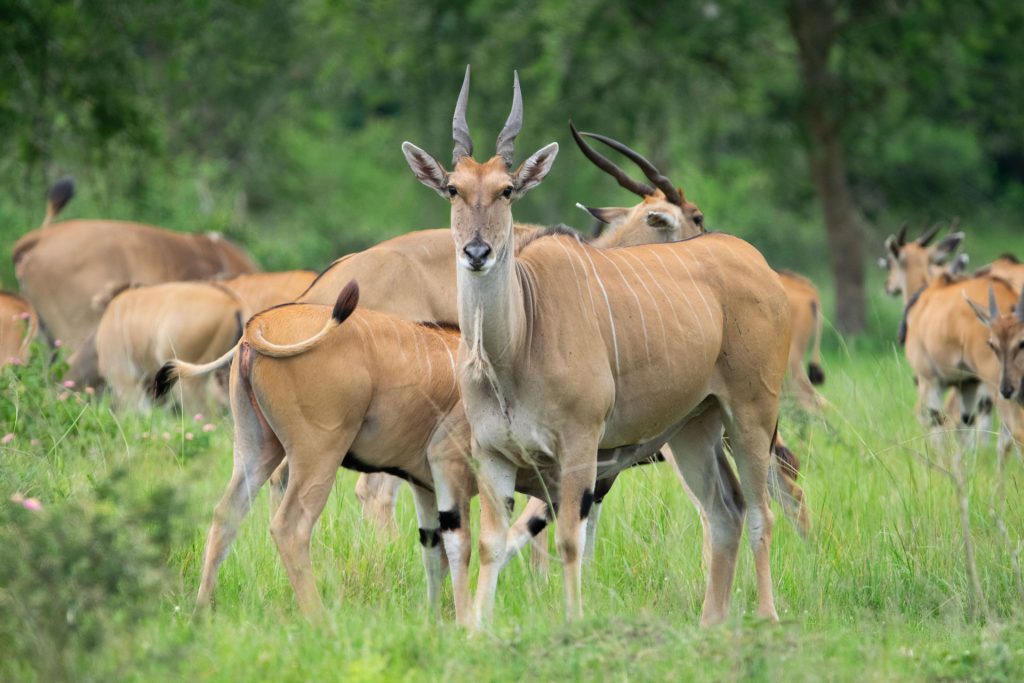 Entebbe – Lake Mburo National Park – Nature Walk & Night Game Drive