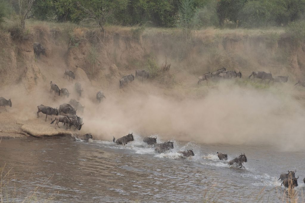 Full Day in the Maasai Mara