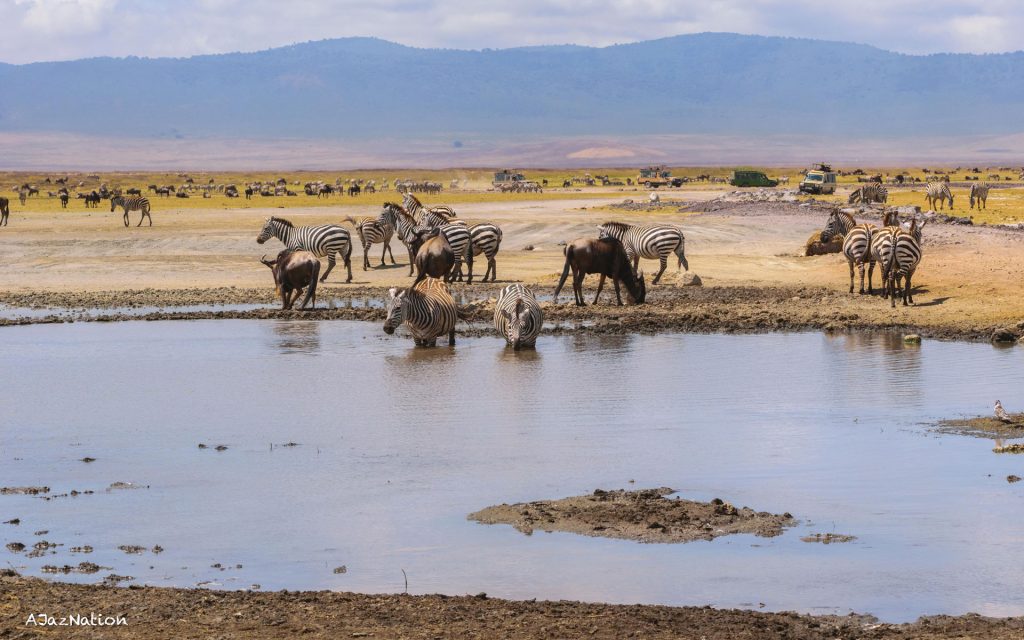  Serengeti to Ngorongoro Conservation Area – Crater Game Drive