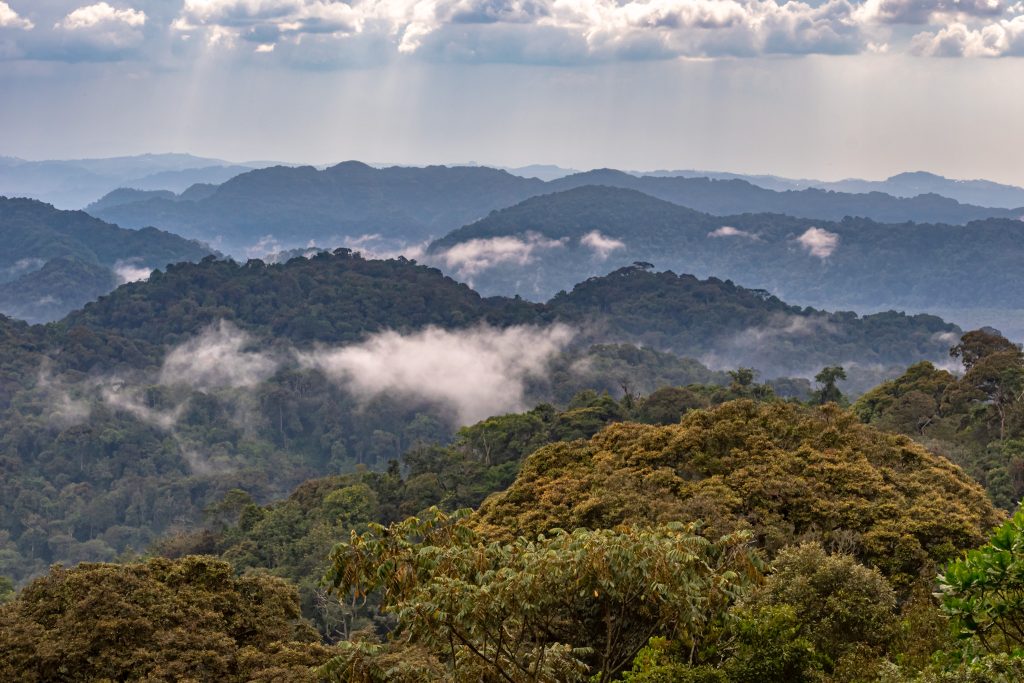 Chimpanzee Trekking & Nyungwe Canopy Walk