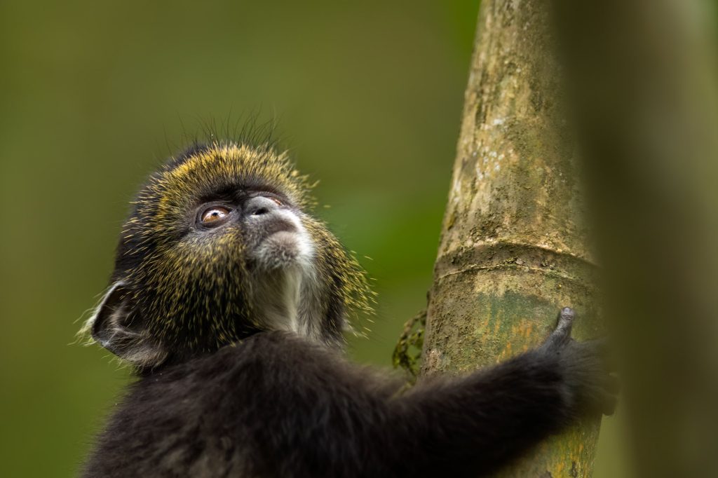Golden Monkey Trekking – Mgahinga