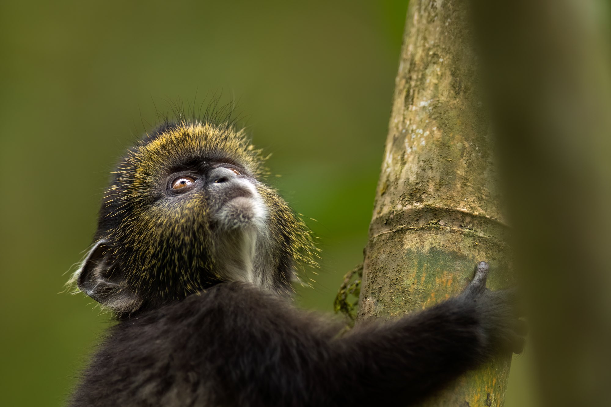 Golden Monkey Trekking – Mgahinga