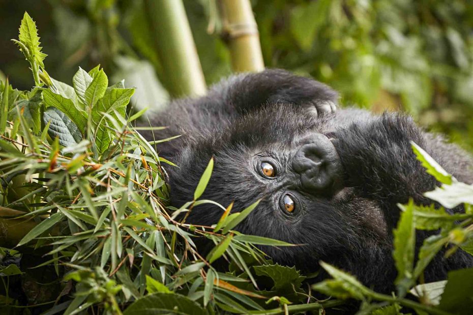 6 Days Gorilla and Golden Monkey Tracking Safari – Rwanda & Uganda