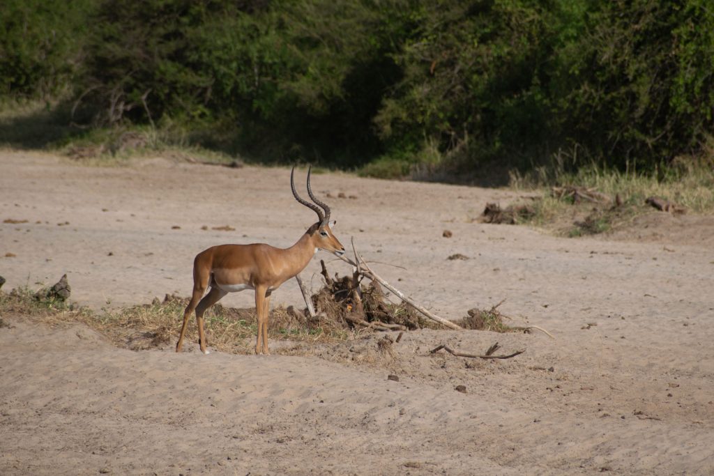 Full-Day Tarangire National Park – Wildlife and Photography
