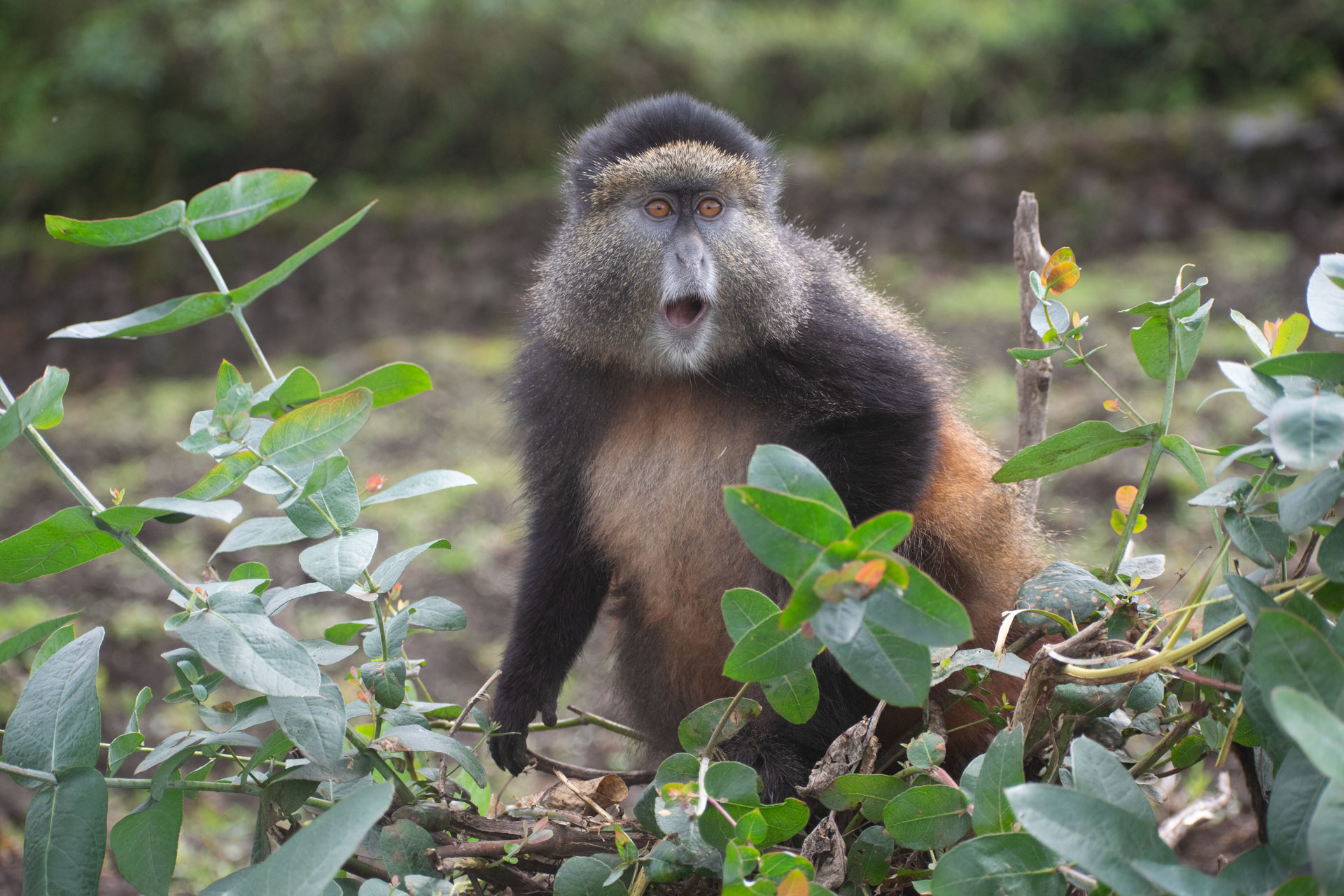 Golden Monkey Trekking in Mgahinga Gorilla National Park