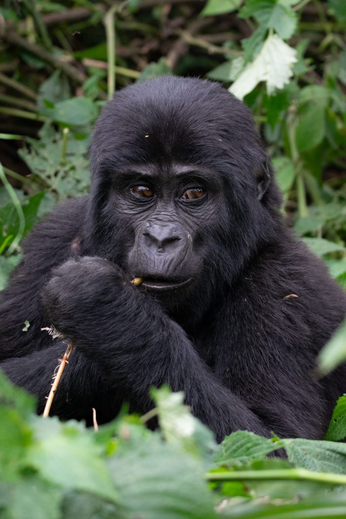 Mountain gorilla trekking is recommended in Bwindi ,Mgahinga and volcanoes national parks