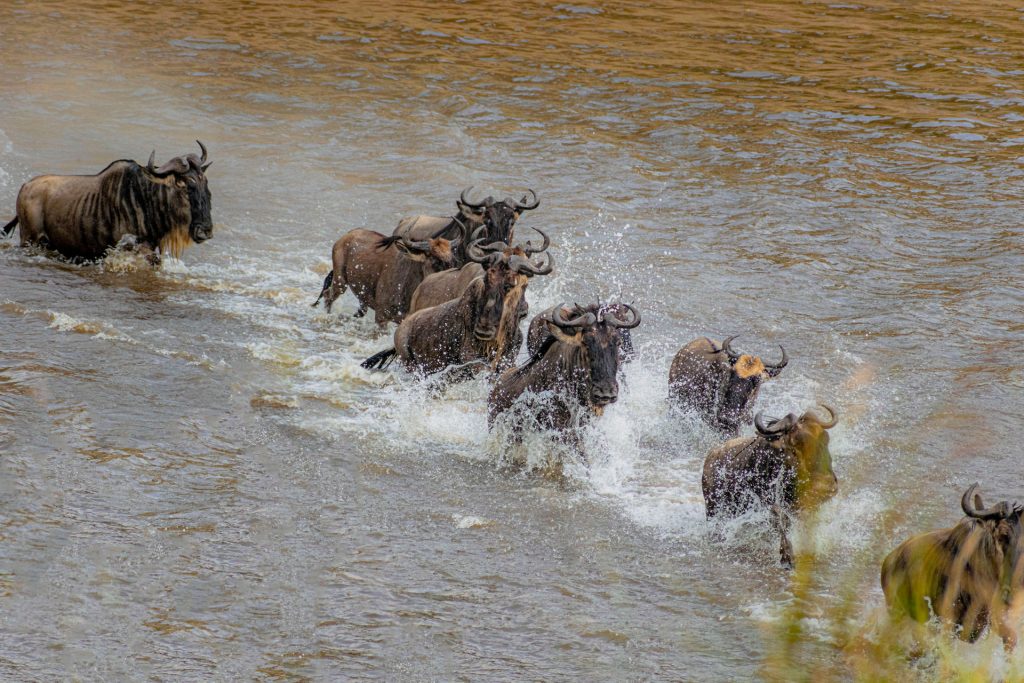  Full Safari Experience in the Masai Mara