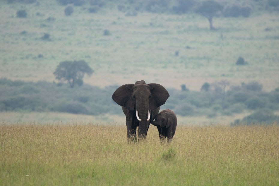 mother and little one