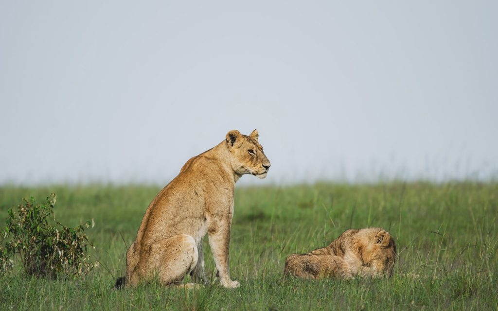 Mara North – Main Maasai Mara National Reserve