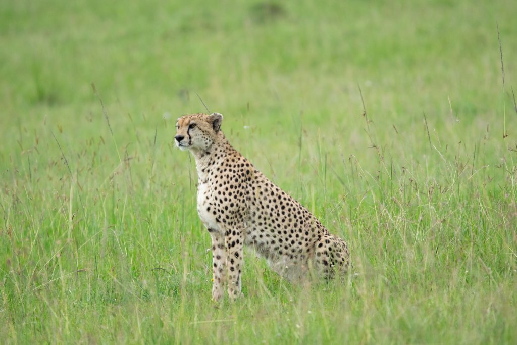 Nairobi to Masai Mara And Afternoon Game Drive
