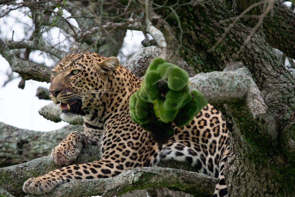 Mara Triangle – Full-Day Photographic Safari