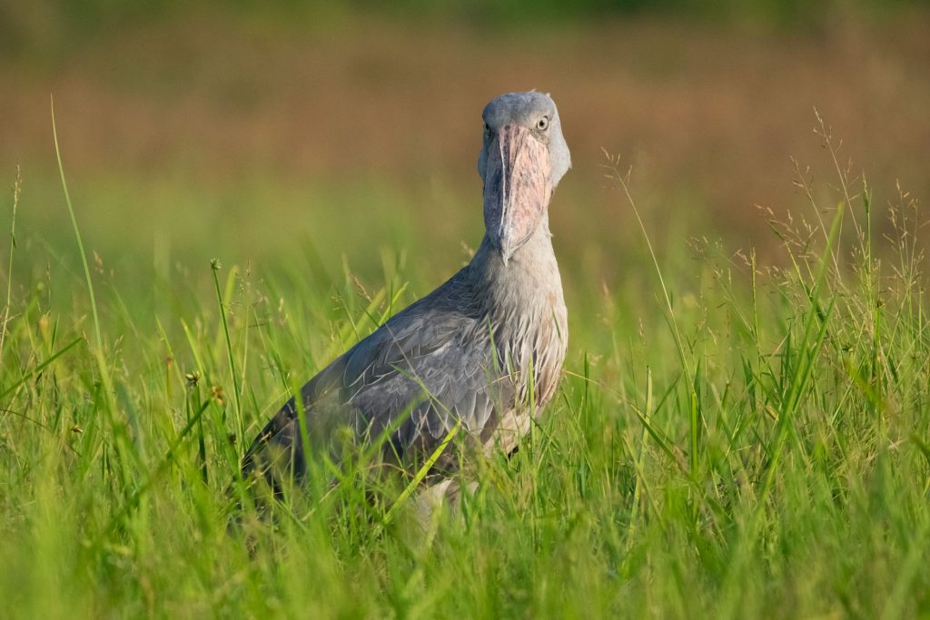 shoebill on nile delta marshes