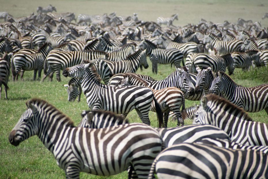 Zebras in Serengeti Tanzania