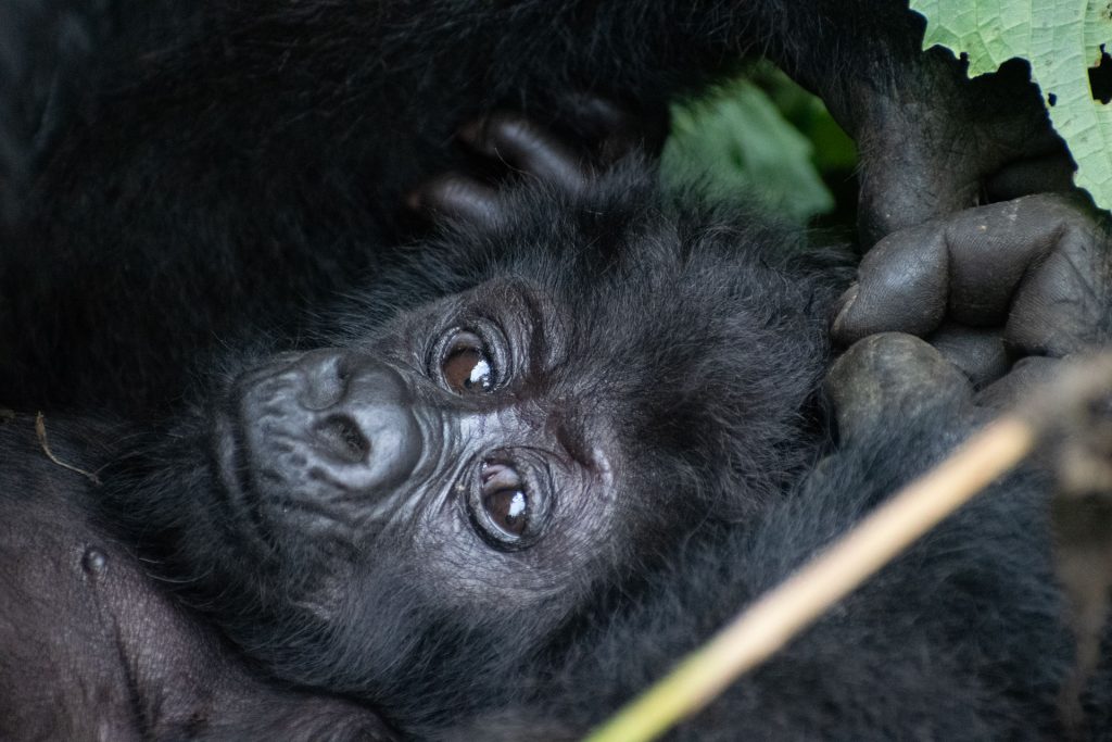 Mountain Gorilla Trekking – Transfer to Queen Elizabeth National Park