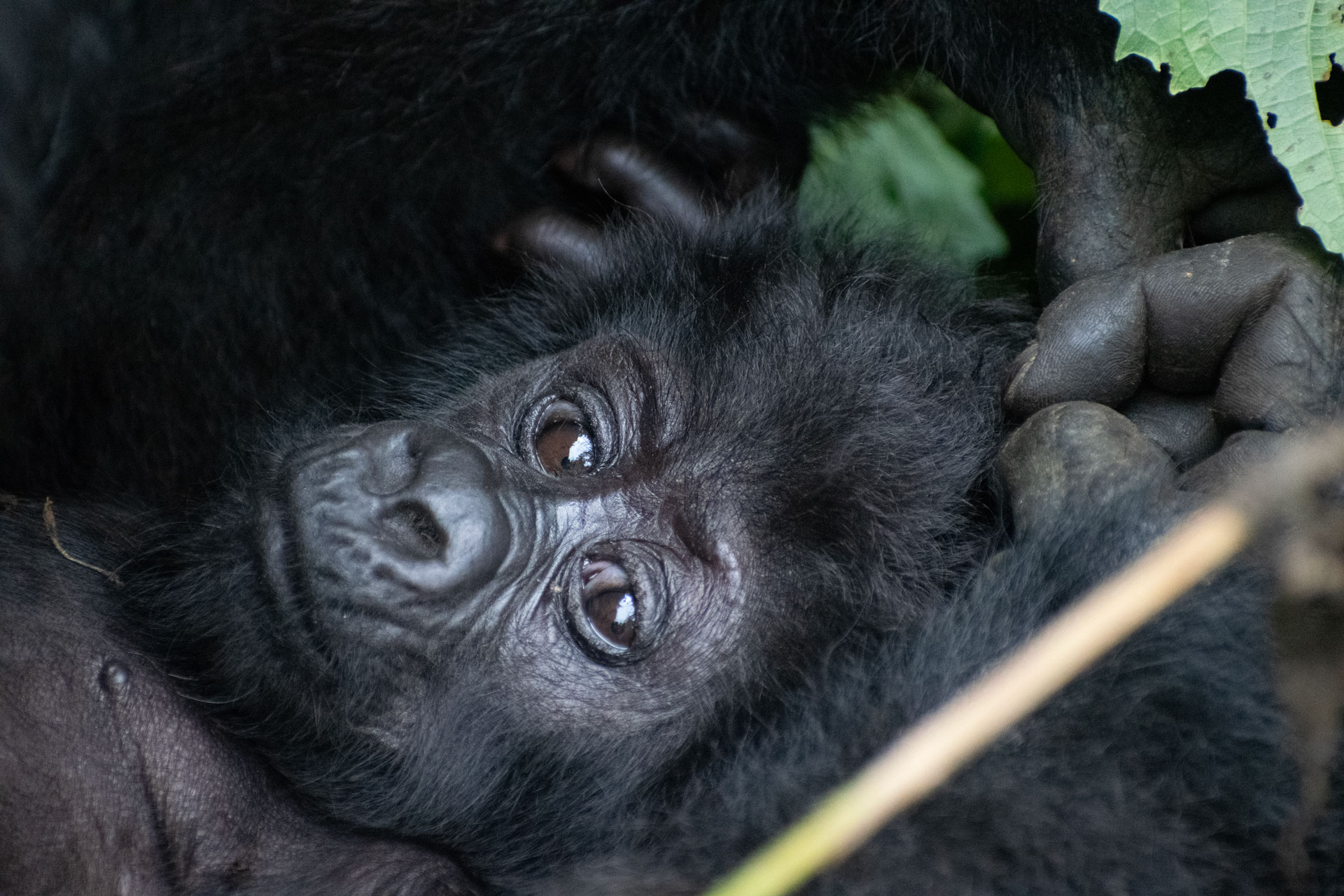 Mountain Gorilla Trekking – Transfer to Queen Elizabeth National Park