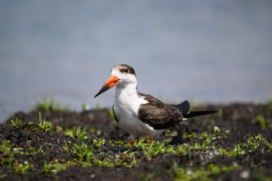 Meet the elegant African Skimmer one of the most iconic species encountered in Lutembe bay
