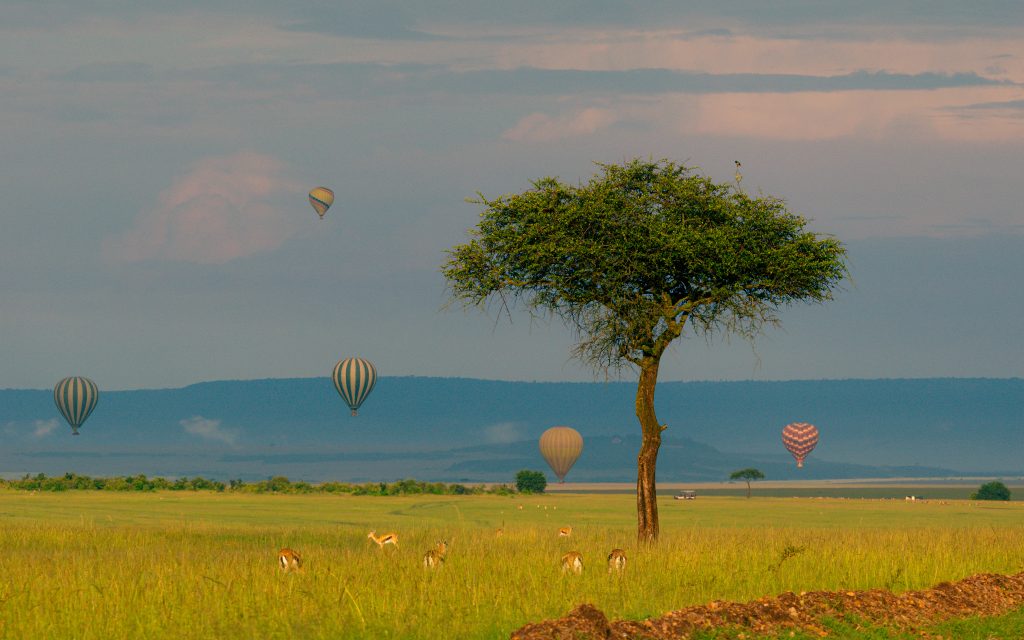 A collection hot air balloons in Masai Mara