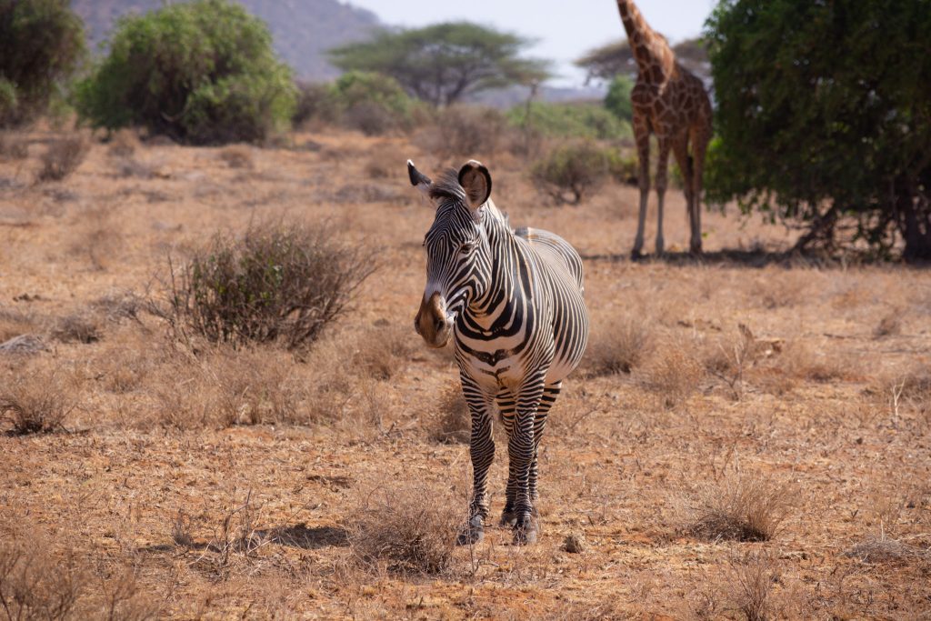 The Samburu Special Five, Culture And Sundowner