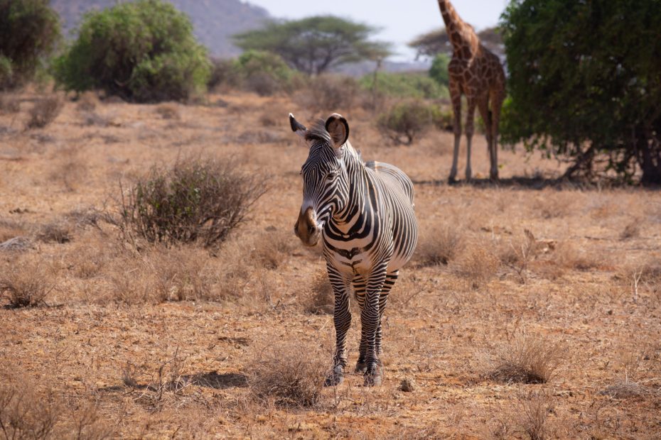 Grevy’s zebra grazing in northern Kenya