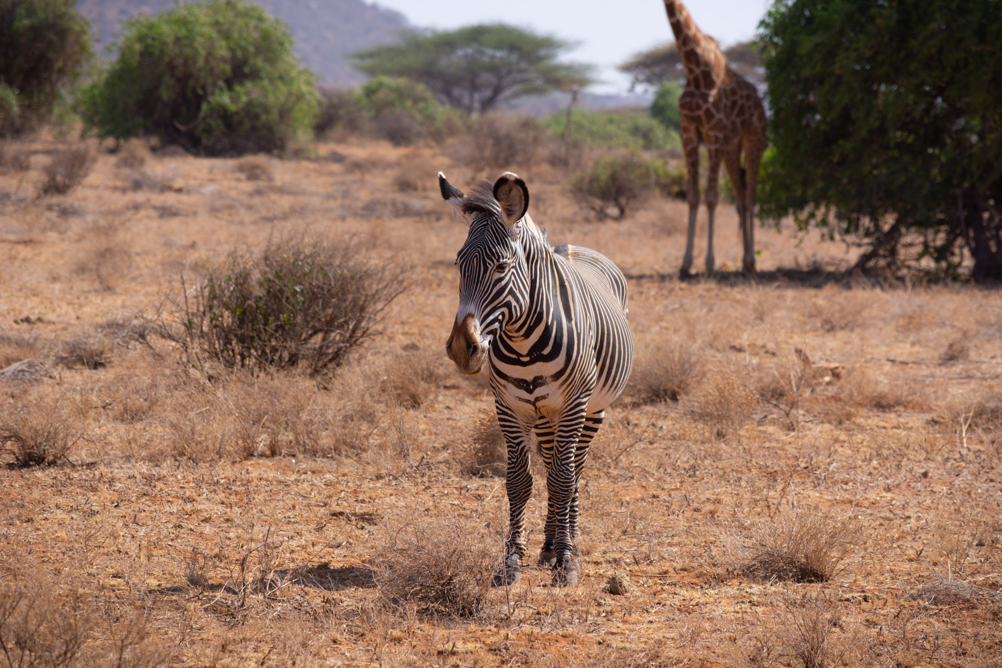 The Samburu Special Five, Culture And Sundowner