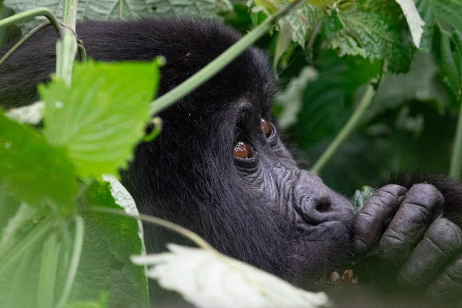 a juvenile gorilla taken from Bwindi forest Uganda