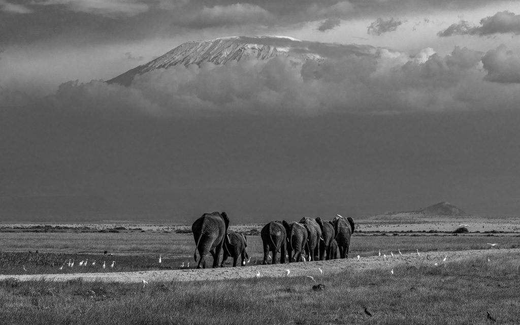 Elephants walking across the Amboseli savannah with Mount Kilimanjaro in the background