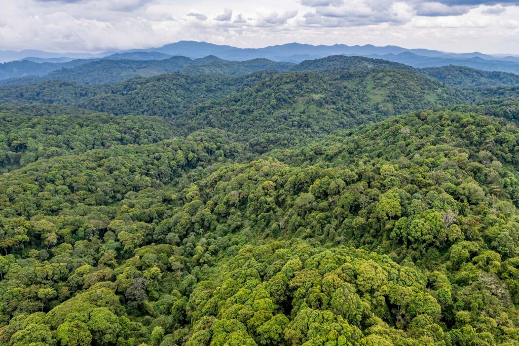 the ancient Nyungwe forest the chimpanzee land of Rwanda