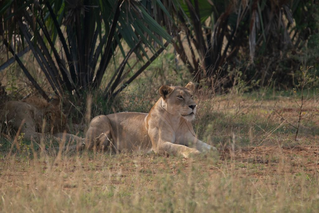 Murchison Falls Game Drive and Nile Boat Cruise