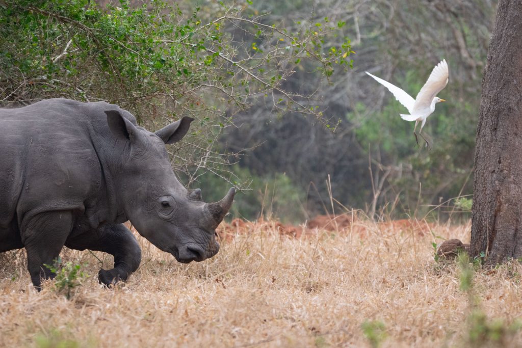 Entebbe to Ziwa Rhino Sanctuary and Murchison Falls