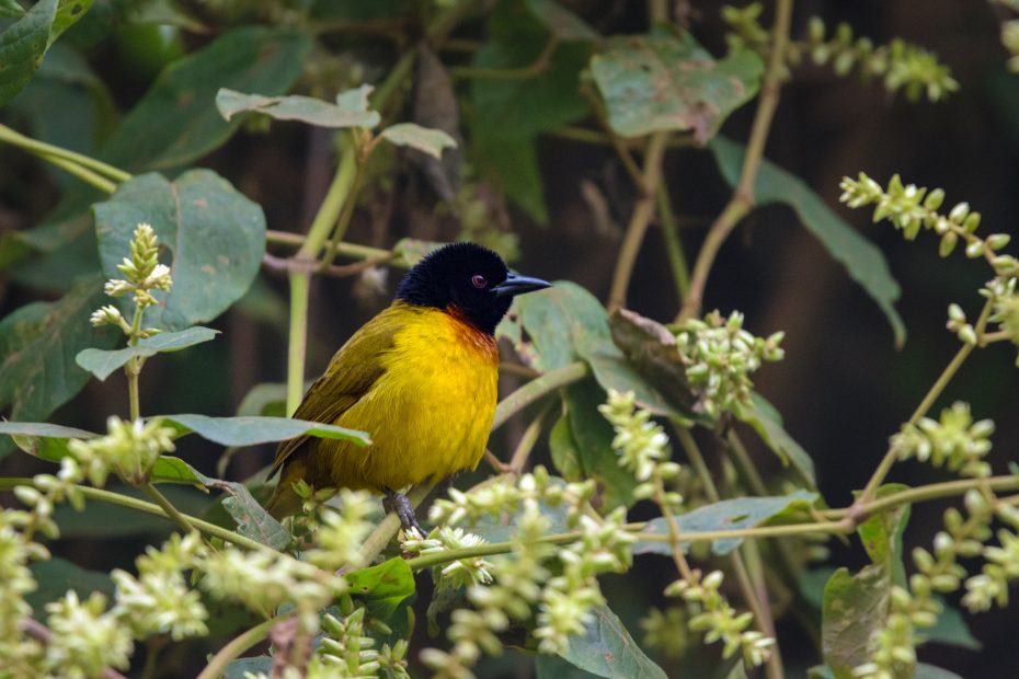 one of the Albertine Rift endemics that is hard to spot