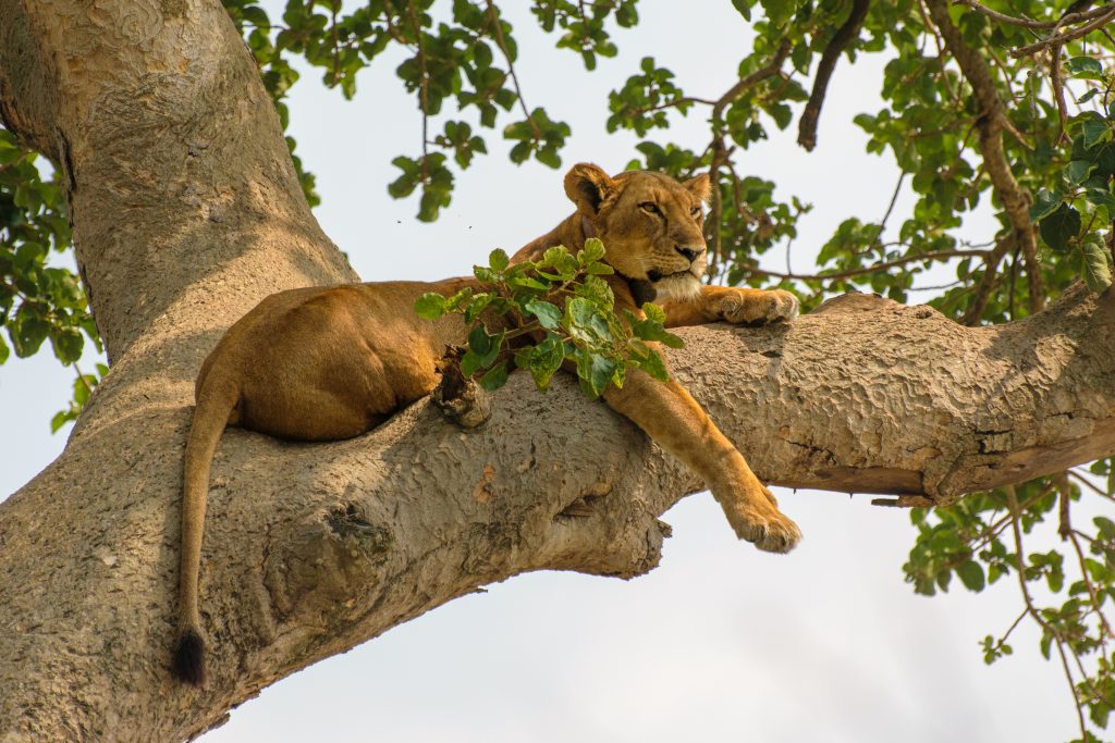 Ishasha Game Drive & Kazinga Channel Boat Cruise