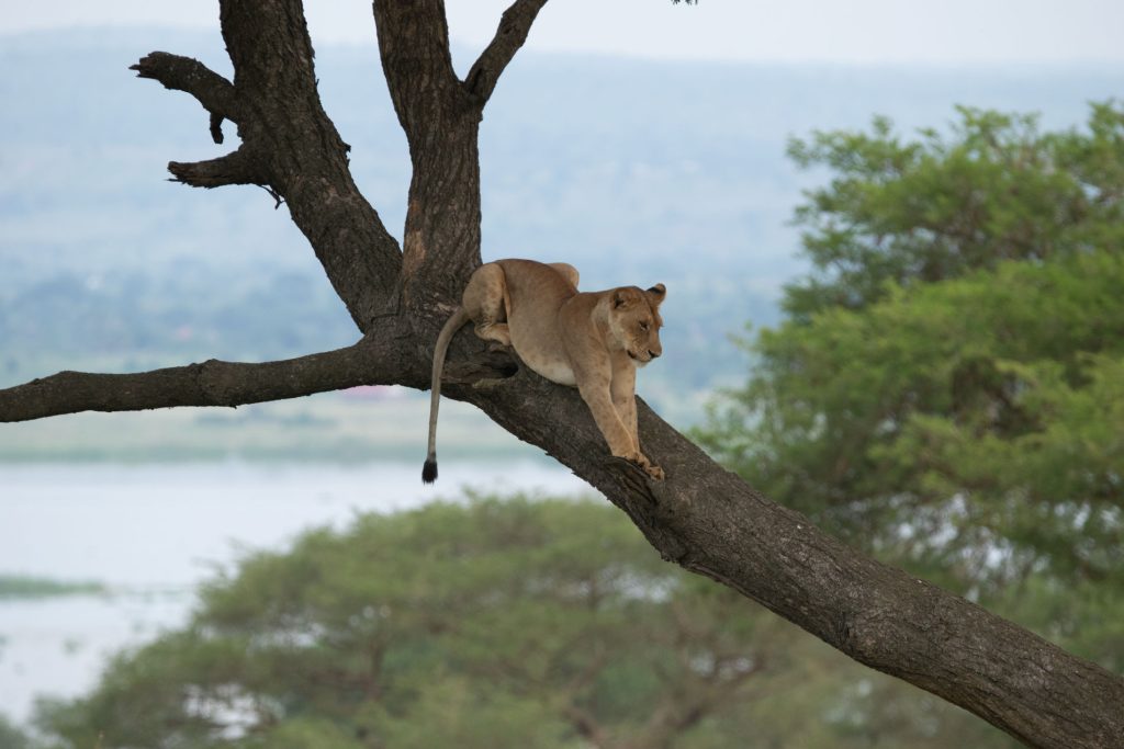 Kibale – Murchison Falls National Park