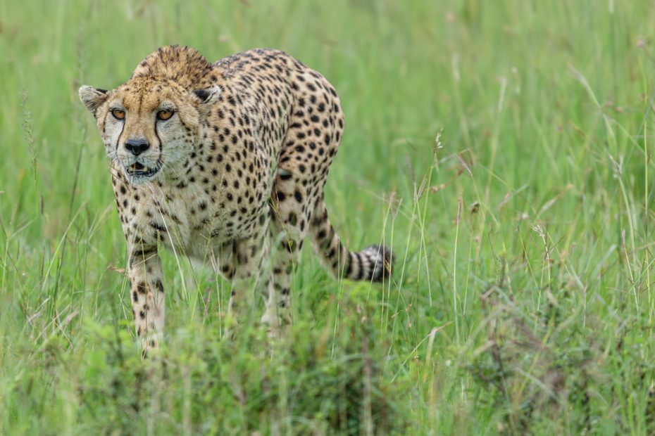 meet the fastest land mammal -cheetah