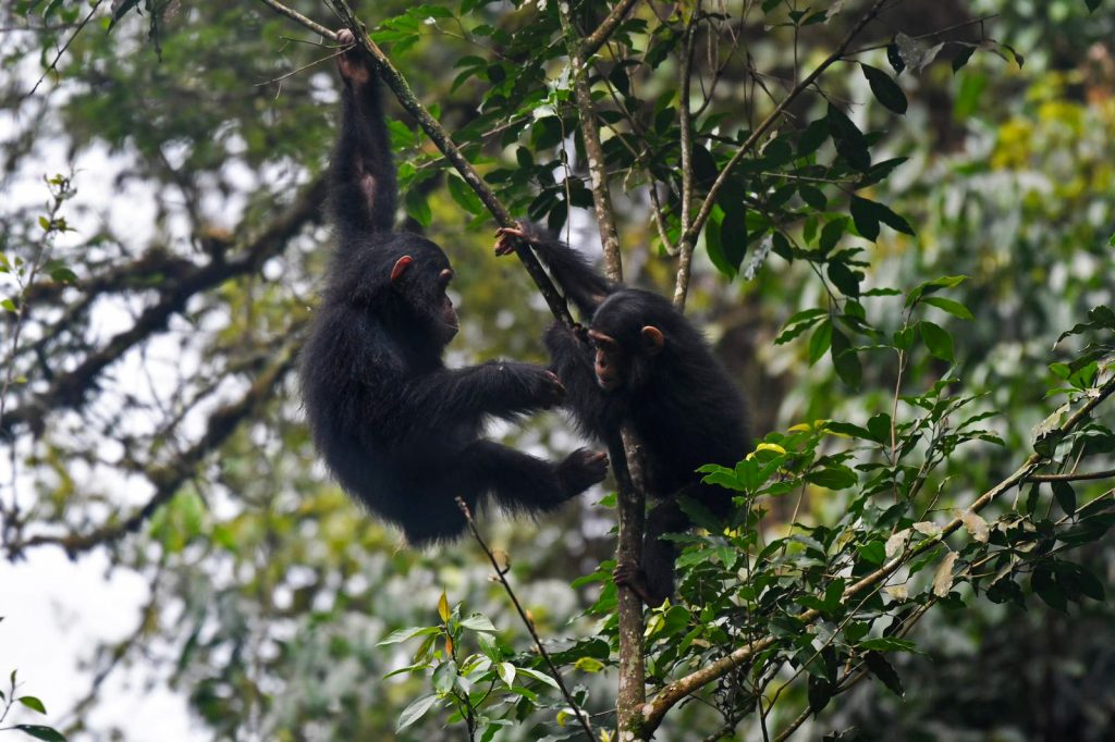 meet our closet cousins in Nyungwe forest one of Africa's iconic tropical rain forests